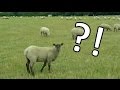 How to get a sheep's attention 