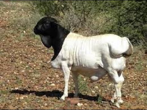 , title : '#FarminginNamibia Persian sheep'