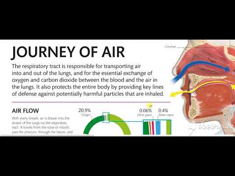Nasal Cavity Airway 3