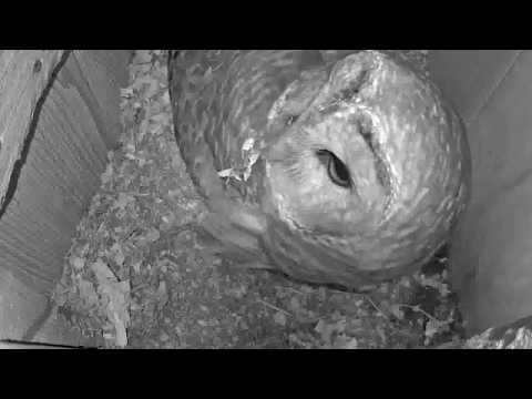 Second Egg Arrives Overnight! | WBU Barred Owl Cam – March 12, 2020