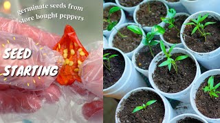 HOW TO PLANT FRESH CHILI PEPPER SEEDS