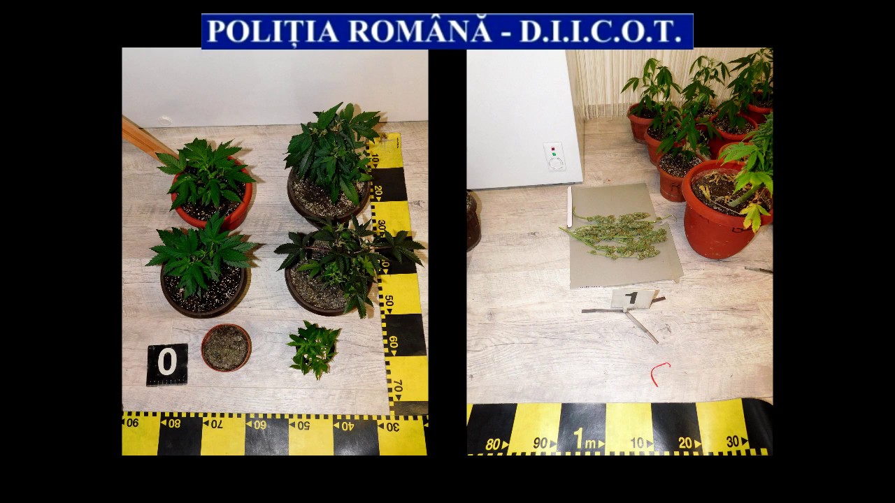 Beltéri kannabiszültetvényeket számoltak fel a Hargita megyei rendőrök