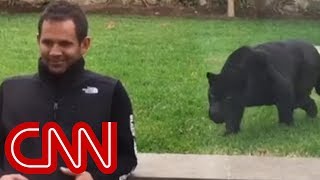 Panther sneaks up behind man and then ...