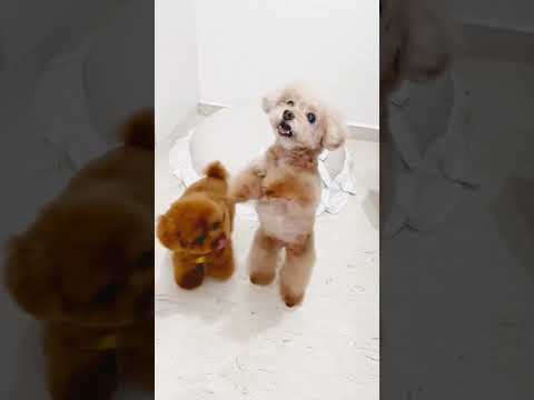 RIYA & DIPANKAR EVERYTHING SHORTS, #dogs @kidstvsongs #shorts @PragatiVermaaaShorts