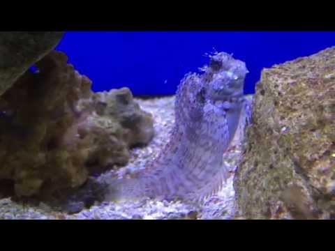 Aqua Tropica - Algenblenny