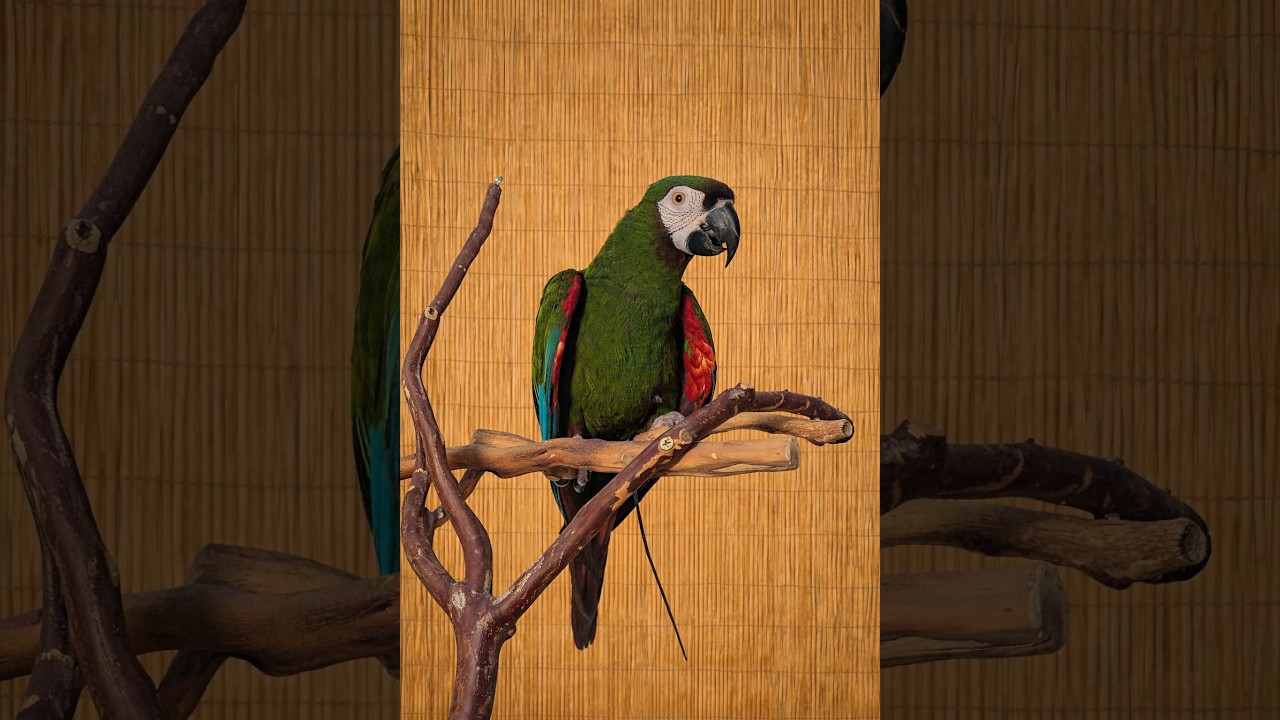 Enlarge Alki 23 YO M - Severe Macaw, an adoptable Macaw in Vancouver, WA video 1/6