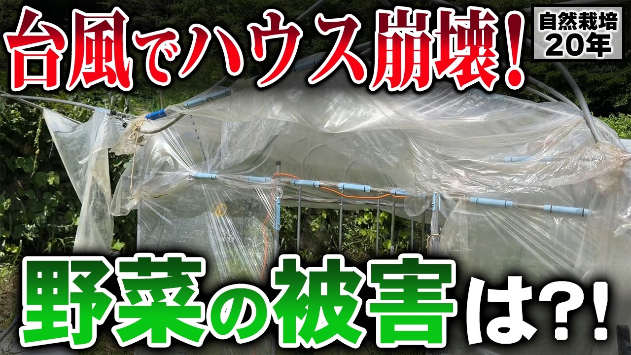 【自然栽培】台風でハウスが崩壊しても前向きでいられる理由とは?圃場の被害状況と作物の力強さ