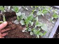 Herbal Materia Medica #22 Transplanting Mandrake