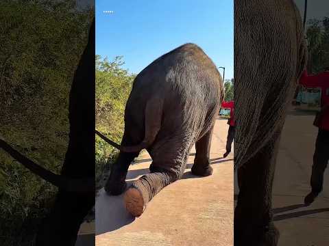 Papà Salva l’Elefante Preferito di Emma! 😱❤️‍🩹🐘💔
