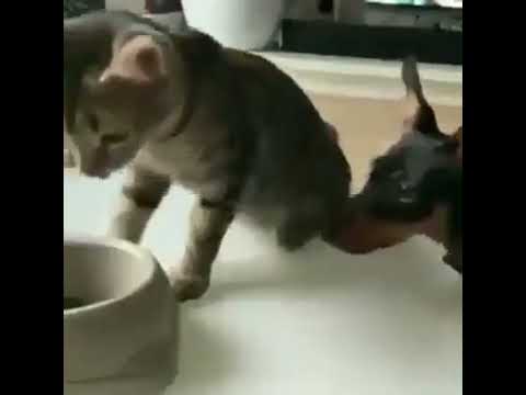 Cat Caring for Doggy#Shorts