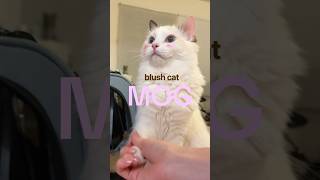 DRAGONFRUIT BLUSH FOR MY CAT?🐈😚💗 #cats #cutecats #catsofyoutube