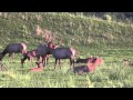 Wild Horses and Lazy Elk