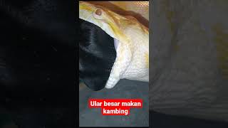 Download lagu ular makan kambing #shortvideo #shortsvideo #rshorts #hewanlucu #hewanmenggemaskan #berangberang mp3