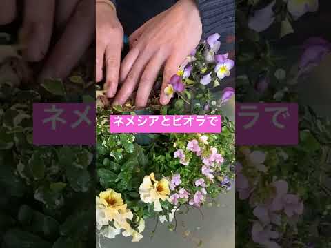 アイスキナンサス 太陽に強い吊り花 アイデアの花飾り 露出したバルコニー