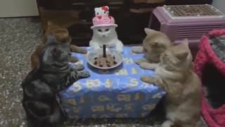 Котики-собачки и другие животные!!!
