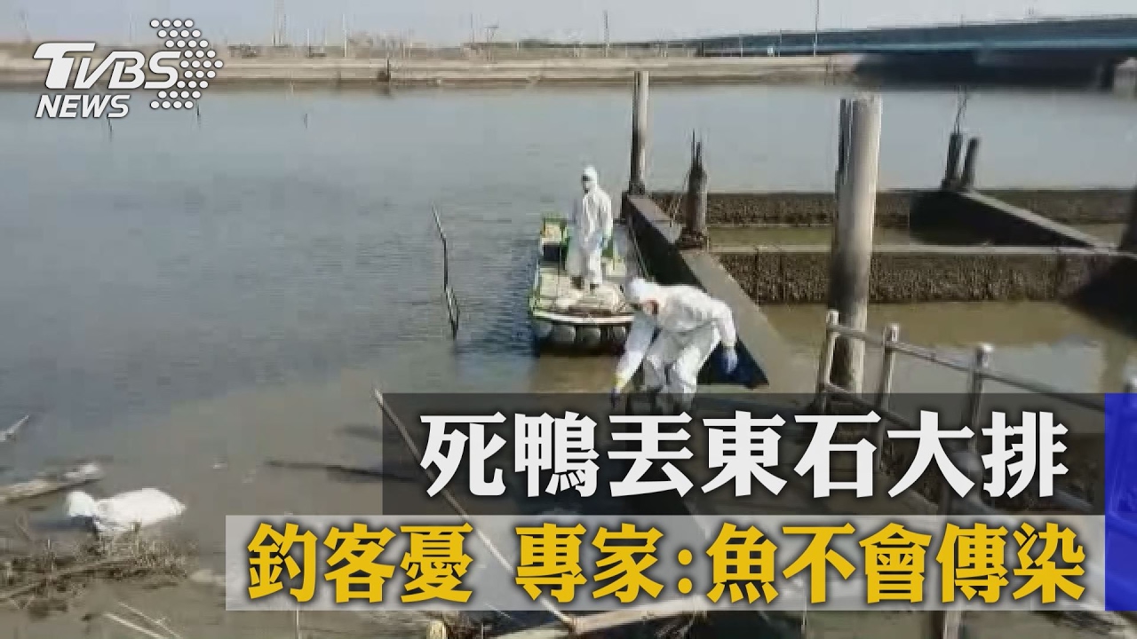 死鴨丟東石大排釣客憂　專家：魚不會傳染