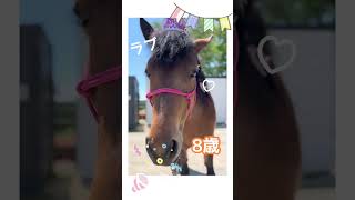 5月・6月はホッパーとラブの誕生日でした❣️ #北海道 #乗馬 #ヒロユキモチダホースマンシップ #馬 #horse #ホースマンシップ #牧場 #誕生日