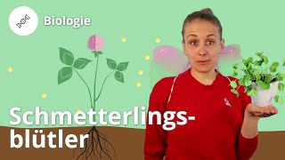 Schmetterlingsblütler: Arten und Merkmale – Biologie | Duden Learnattack