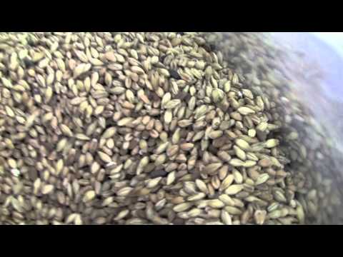 HomeBrew Testing- Dunkelweizen (1st All Grain) Part 1
