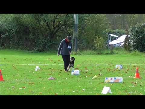 Rally Obedience :  beim VdH Ilvesheim