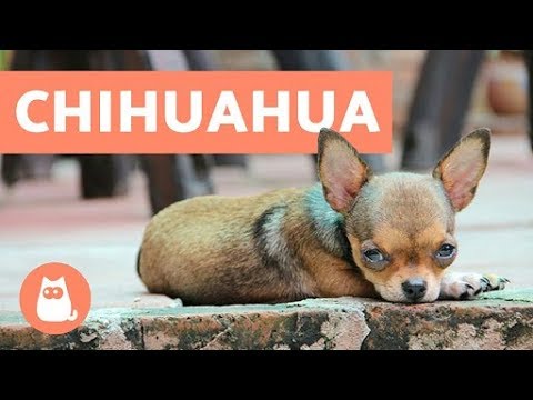 , title : '10 Fakta Tentang Chihuahua yang Perlu Anda Ketahui'