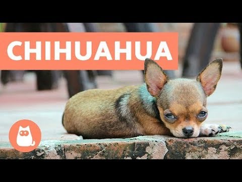 Chihuahua féregkezelés