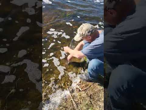 River Pike Fishing ?