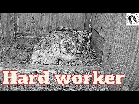 Barn owl female does some home improvement inside her nest box.