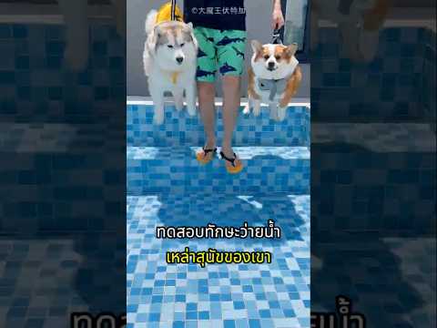 เขาทดสอบสุนัข ค่อยๆเพิ่มระดับน้ำทีละนิด