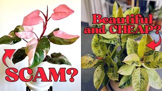 The Most Beautiful Variegated Plants You Can Actually Afford - 20 Great Suggestions