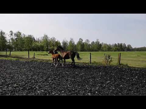 Seltenes Stutfohlen vom HLP Confess Color