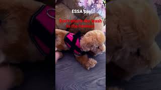 ESSA tips! | more.than.t0ys | #fypシ#shorts#essa#plush#tips#advice#emotionalsupportstuffedanimal#dog