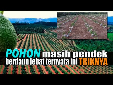 , title : 'Pertanian Alpukat Di Luar Negeri Hasil Melimpah Dengan Teknik2 Ini'