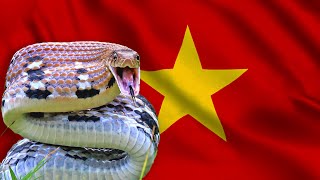 Đừng Sợ Khi Gặp Con Này: Nó Là Loài Rắn Yêu Nước!