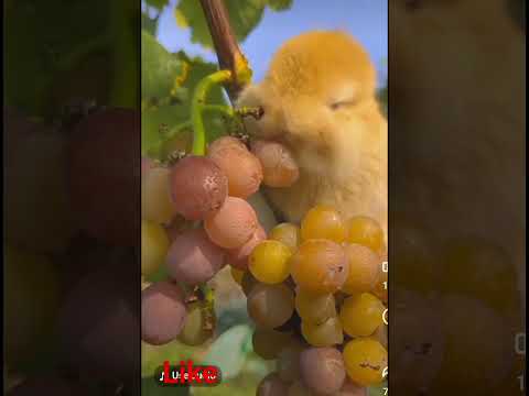 cute rabbit eating grapes 🍇🍇🤤 #shorts #rabbit