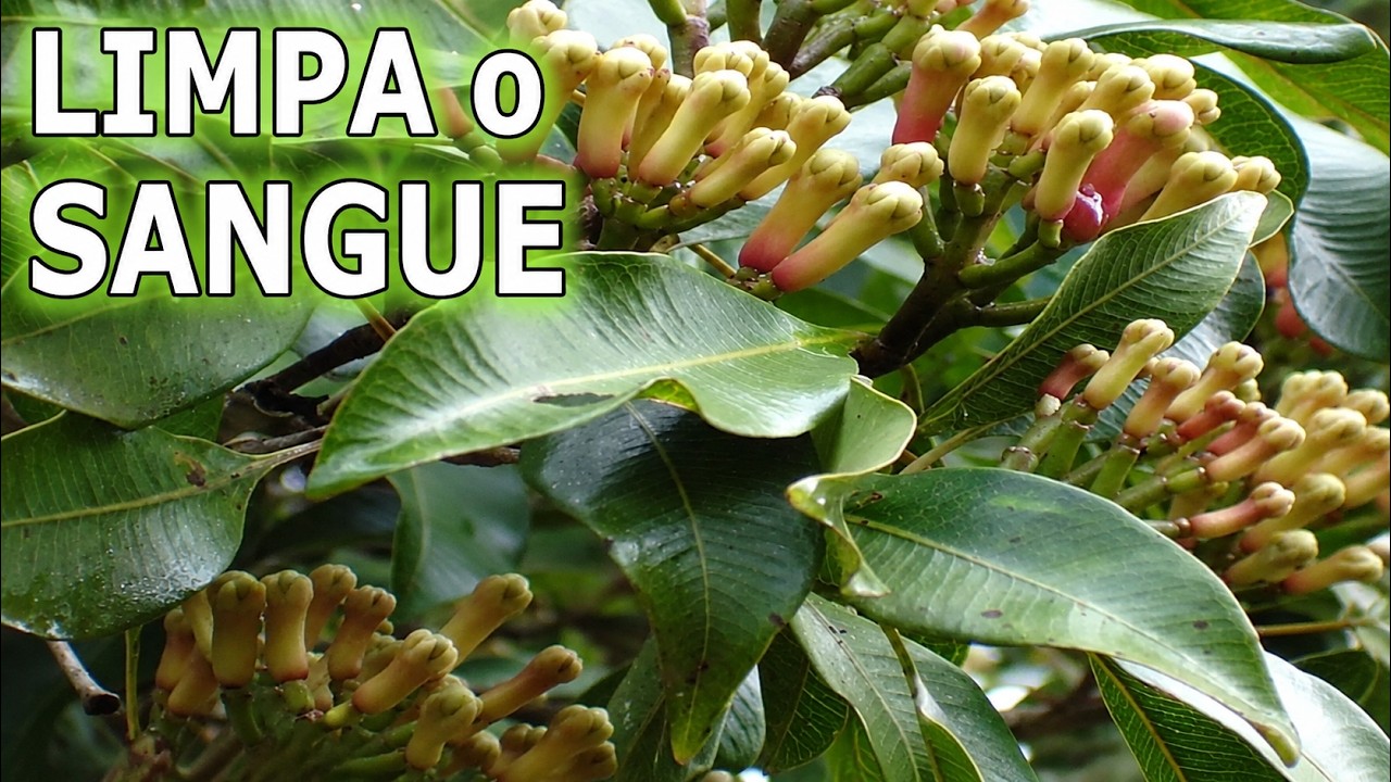 Limpa o Sangue, Acaba com Dores, Inflamações e Infecções 💖 MARILENE SARAH FIALHO