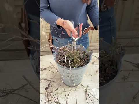 ステップセージを組み合わせる:何が合いますか? 植物