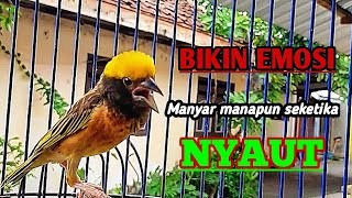 Download lagu Suara KHAS manyar kepala emas bisa BUAT MANYAR LAIN ikutan NYAUT, GACOR dan NGEROL mp3 Download lagu Suara KHAS manyar kepala emas bisa BUAT MANYAR LAIN ikutan NYAUT, GACOR dan NGEROL mp3