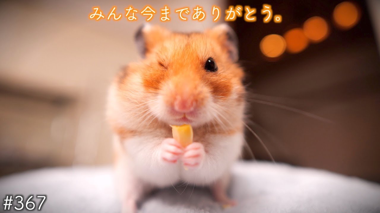 世界一人懐っこいハムスターの旅立ち...(Goodbye my beloved hamster...)