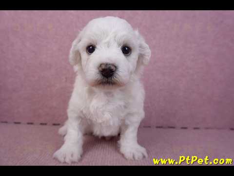 02/14比熊犬公幼犬1號(彰化大村)