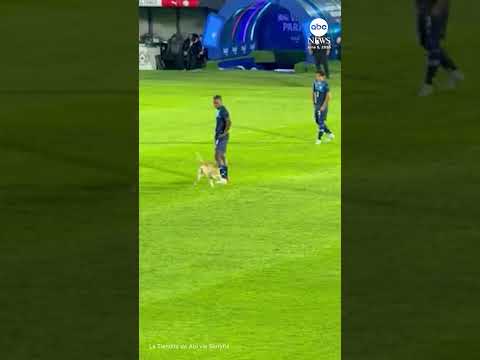 Dog runs onto pitch during soccer game