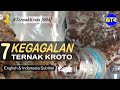7 Kegagalan Ternak Semut RangRang TernakKroto 004