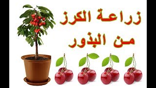 زراعة الكرز من البذور