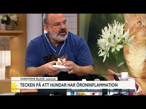 Tecken på öroninflammation hos din hund: ”Brunt kladd” | Nyhetsmorgon | TV4 & TV4 Play