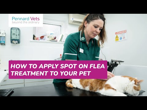 How to apply spot on flea treatment to your pet