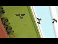 Cliff Swallows 2017
