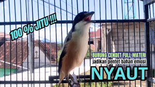 Download lagu cendet gacor BONGKAR ISIAN SUPER JITU,, PANCINGAN CENDET AGAR BUNYI bikin BURUNG PENTET GACOR NYAUT mp3 Download lagu cendet gacor BONGKAR ISIAN SUPER JITU,, PANCINGAN CENDET AGAR BUNYI bikin BURUNG PENTET GACOR NYAUT mp3