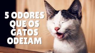 5 ODORES QUE OS GATOS ODEIAM