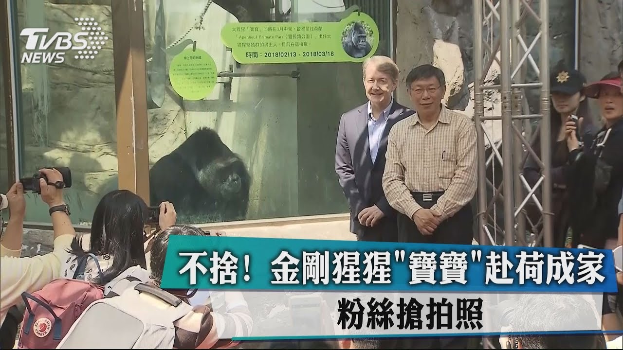 不捨!金剛猩猩「寶寶」赴荷成家 粉絲搶拍照