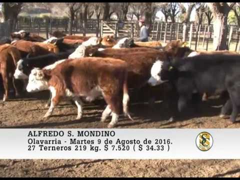 09-08-16 Venta de Machos - Alfredo S. Mondino - Olavarria.